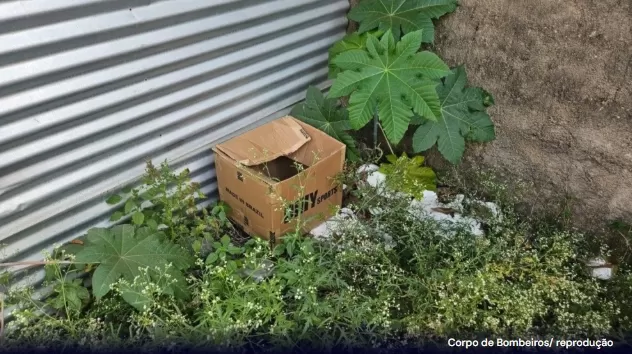 Créditos na Foto