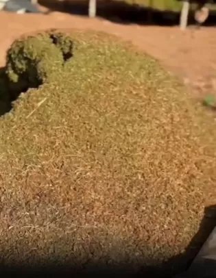 Operação contra sequestro leva polícia a plantação com 30 mil pés de maconha em Virgem da Lapa